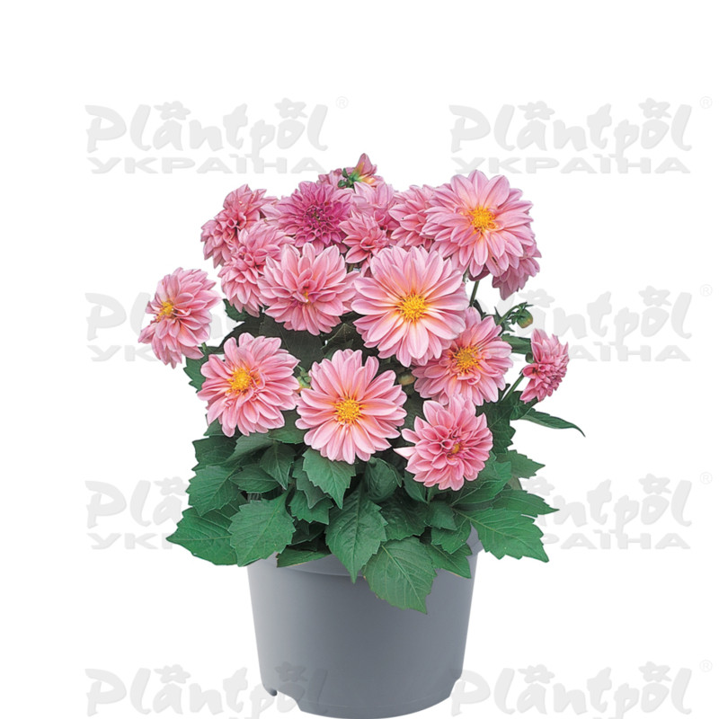 Жоржина Dahlietta Emily (128 палета/Florensis)