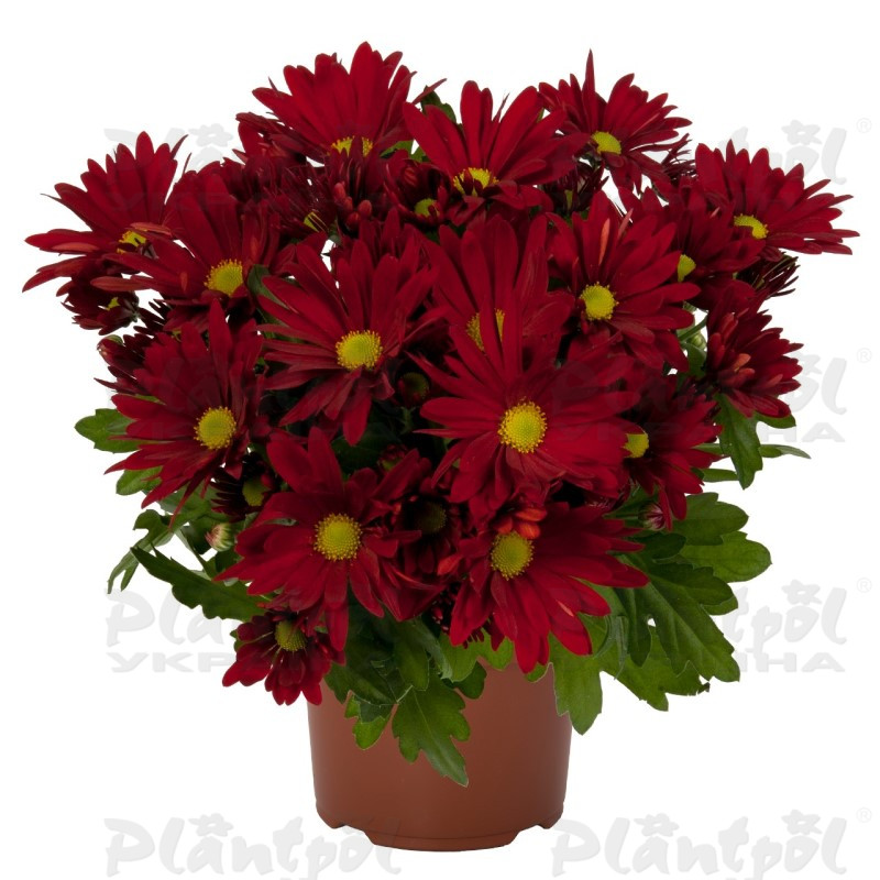 Хризантема середньоквіткова горшкова Breeze Dark Red (Vitroflora)