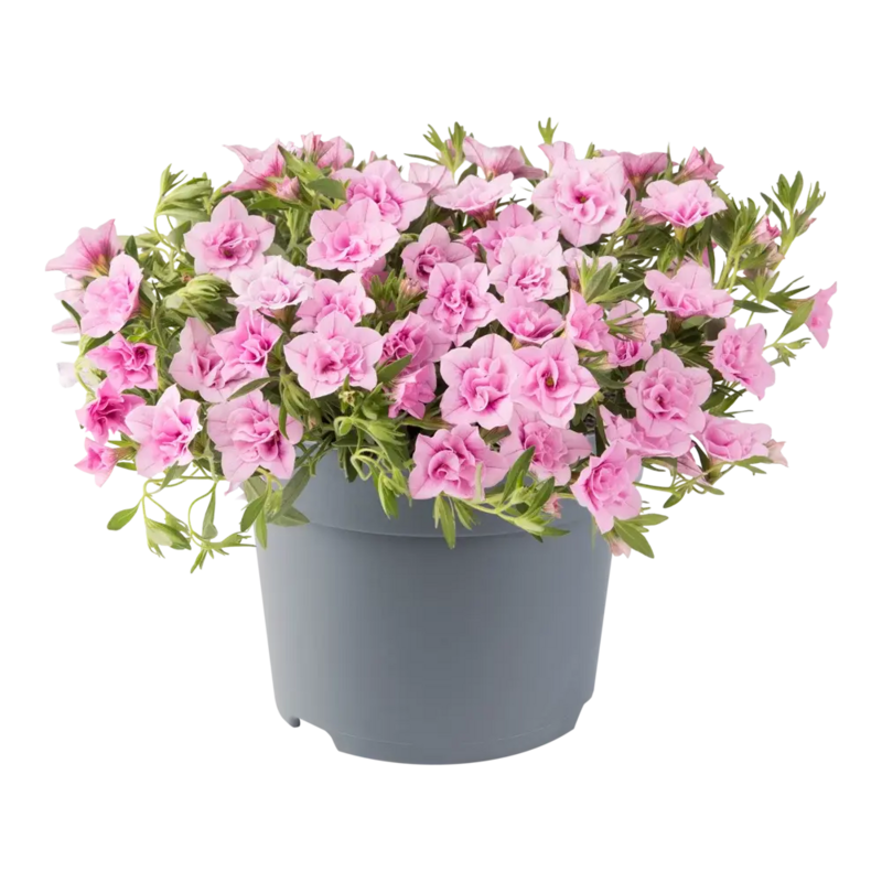 Калібрахоа Cabaret Double Light Pink