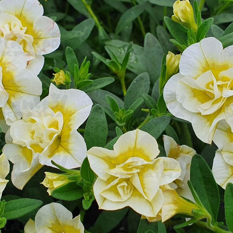 Калібрахоа Superbells Double Cream