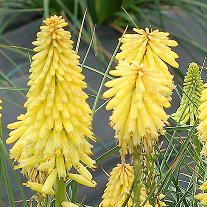 Кніфофія Poco Yellow (Vitroflora)