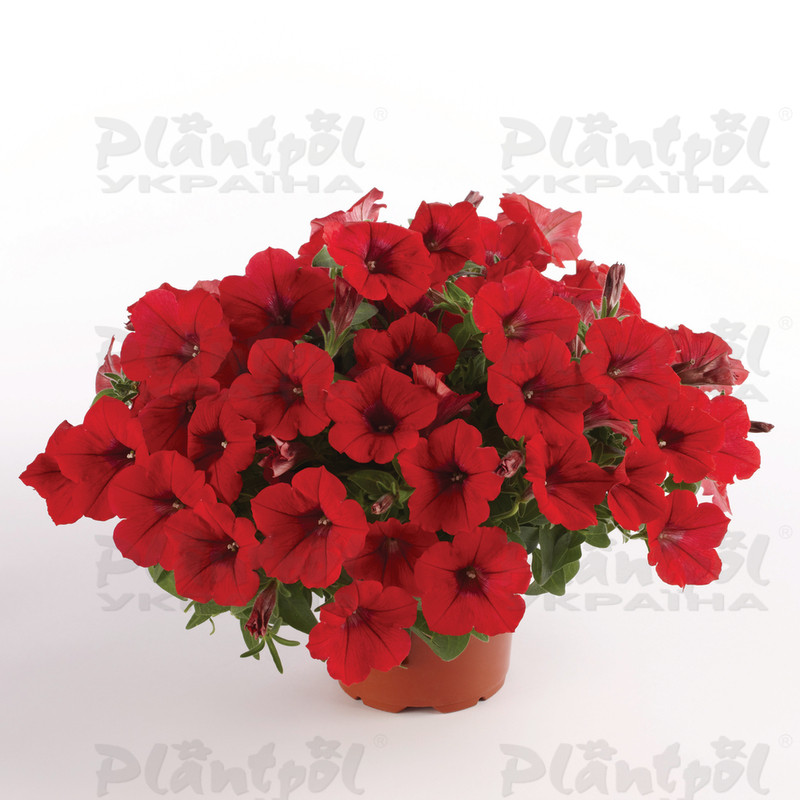 Петунія Surfinia Deep Red