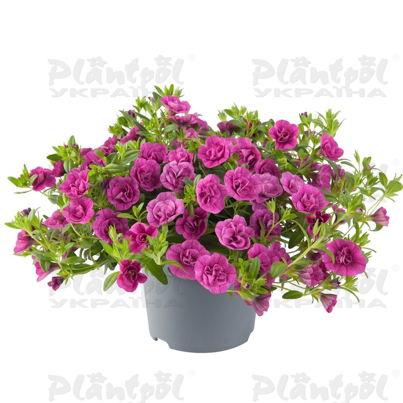 Калібрахоа Cabaret Double Magenta