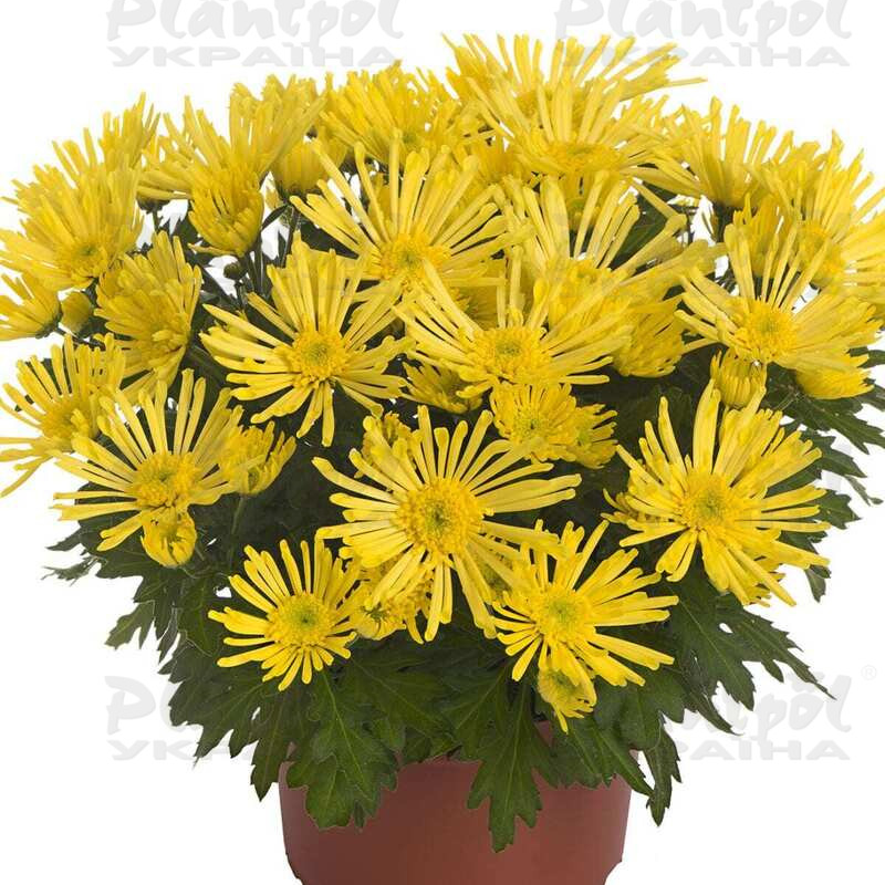 Хризантема середньоквіткова горшкова Hermosa Yellow