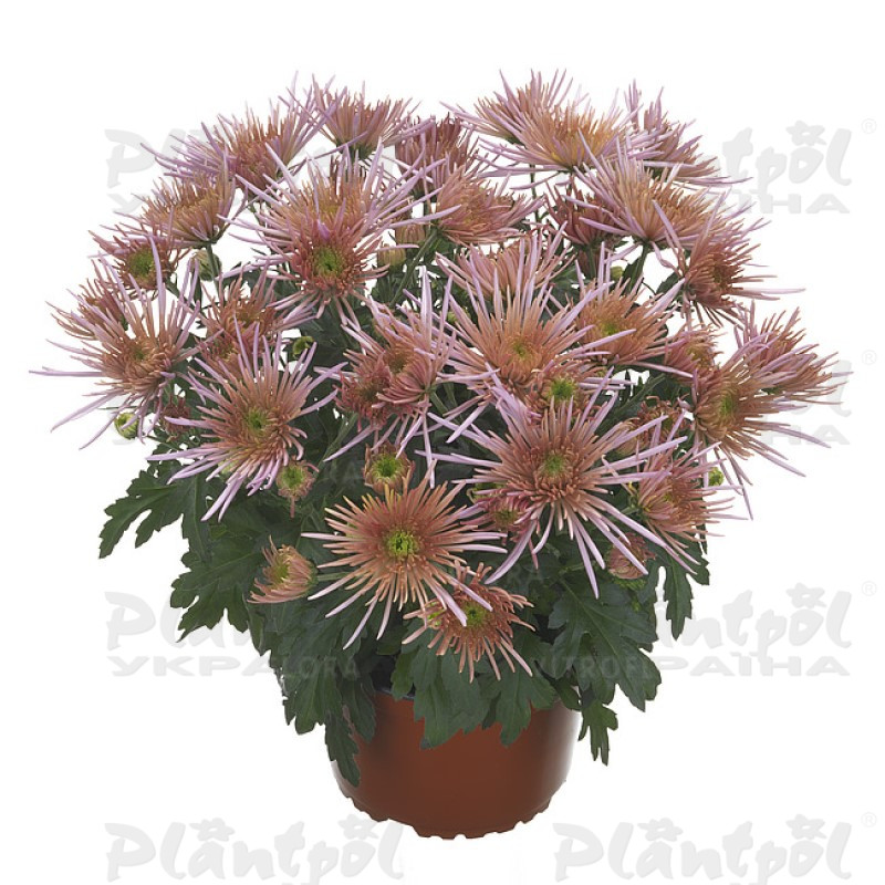 Хризантема середньоквіткова горшкова Anansi Pink (Vitroflora)
