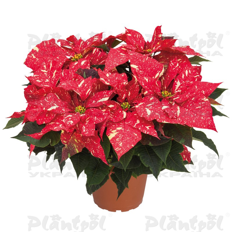 Пуансетія Red Glitter