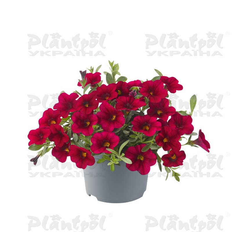 Калібрахоа Cabaret Dark Rose