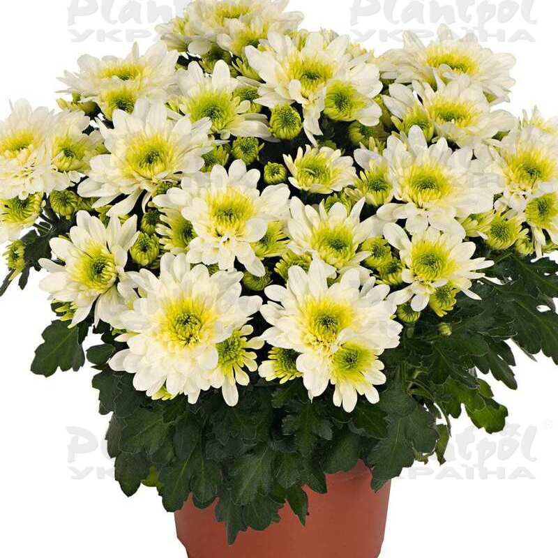Хризантема середньоквіткова горшкова Belmond (Vitroflora)