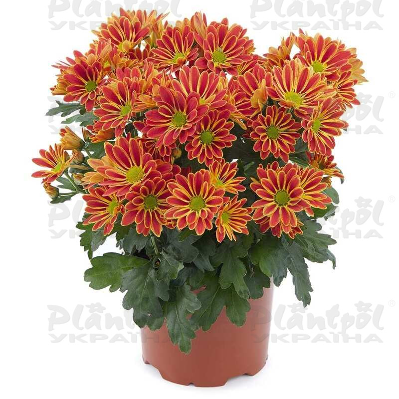 Хризантема середньоквіткова горшкова Artistic Armin Red (Vitroflora)