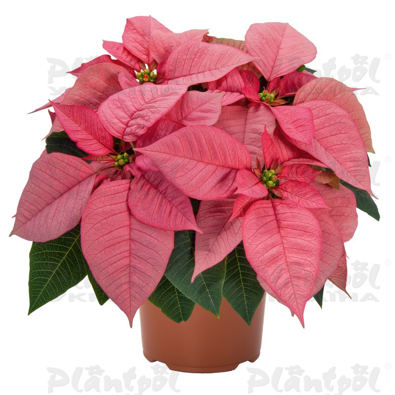 Пуансетія Lipstick Pink