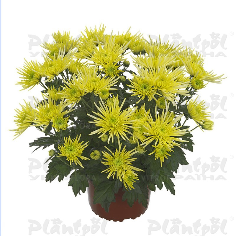 Хризантема середньоквіткова горшкова Anansi Yellow (Vitroflora)
