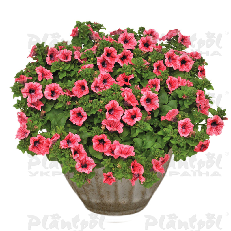 Петунія Surfinia Hot Red