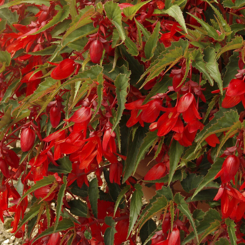 Бегонія Summerwings Deep Red