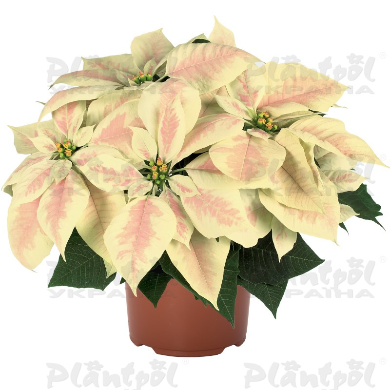 Пуансетія Premium Marble