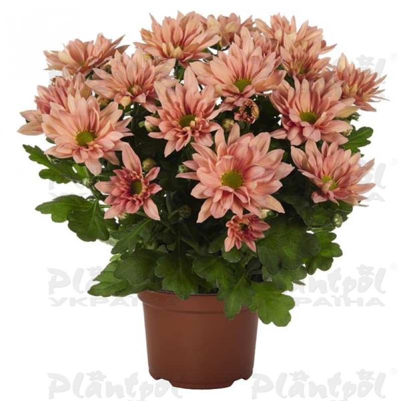 Хризантема середньоквіткова горшкова Breeze Pink Flamingo (Vitroflora)