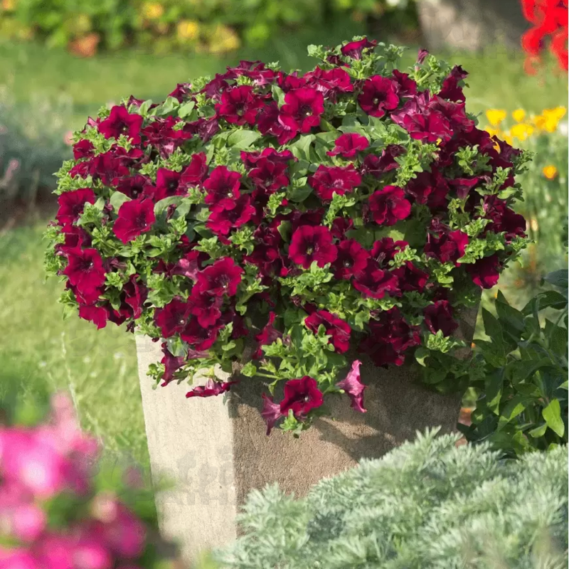 Петунія Surfinia Burgundy