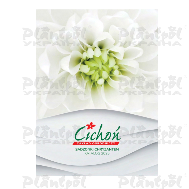 Каталог Cichon саджанці зрізних і горшкових хризантем 2025
