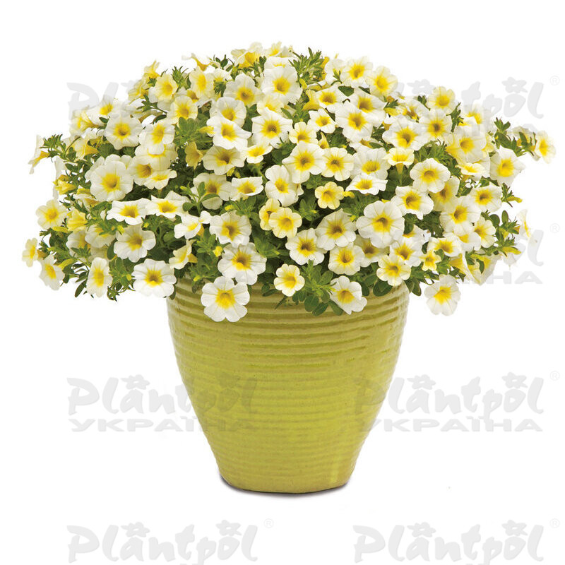 Калібрахоа Superbells Over Easy