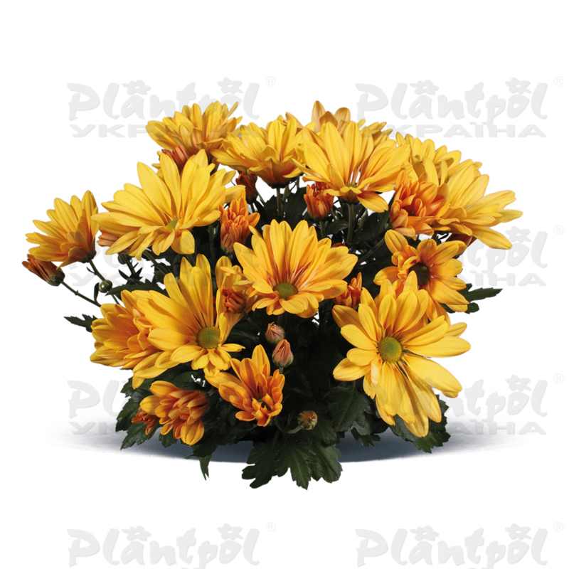 Хризантема середньоквіткова горшкова Jackson Bronze