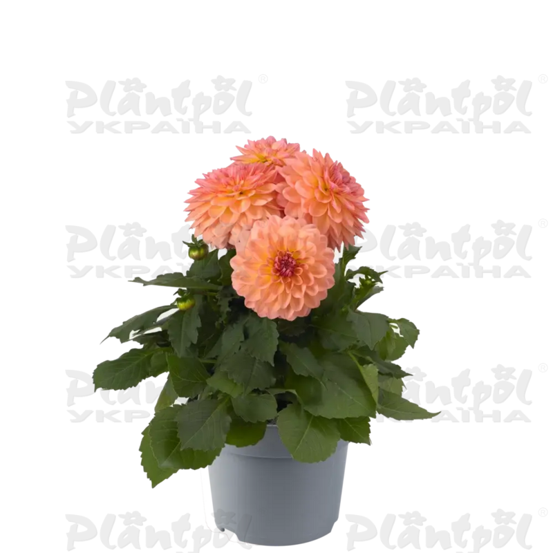 Жоржина Dalina Maxi Peach