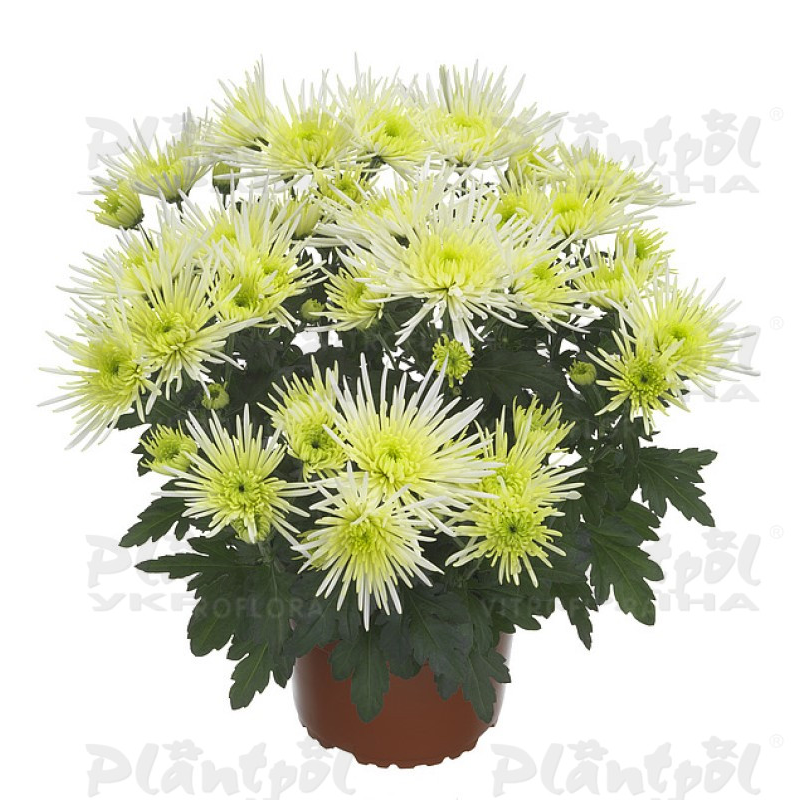 Хризантема середньоквіткова горшкова Anansi White (Vitroflora)
