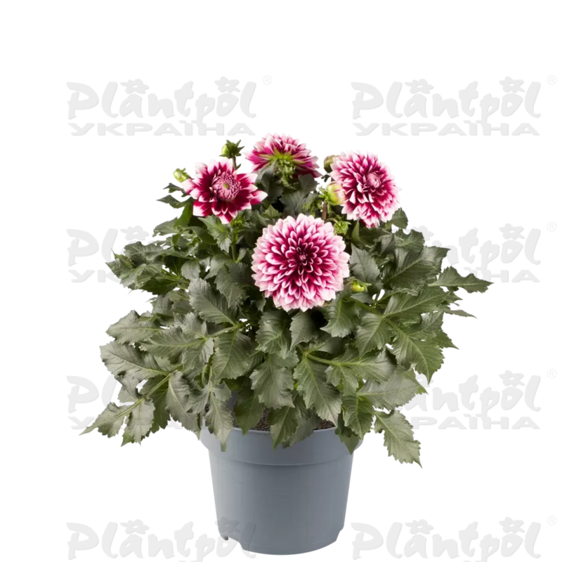 Жоржина Dalina Maxi Cancun