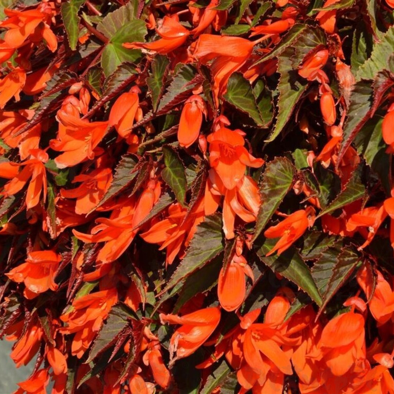 Бегонія Summerwings Ebony & Orange