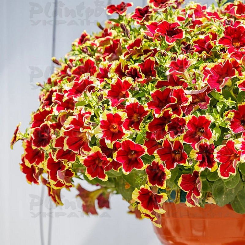 Петунія Surfinia Burgundy Yellow Picotee