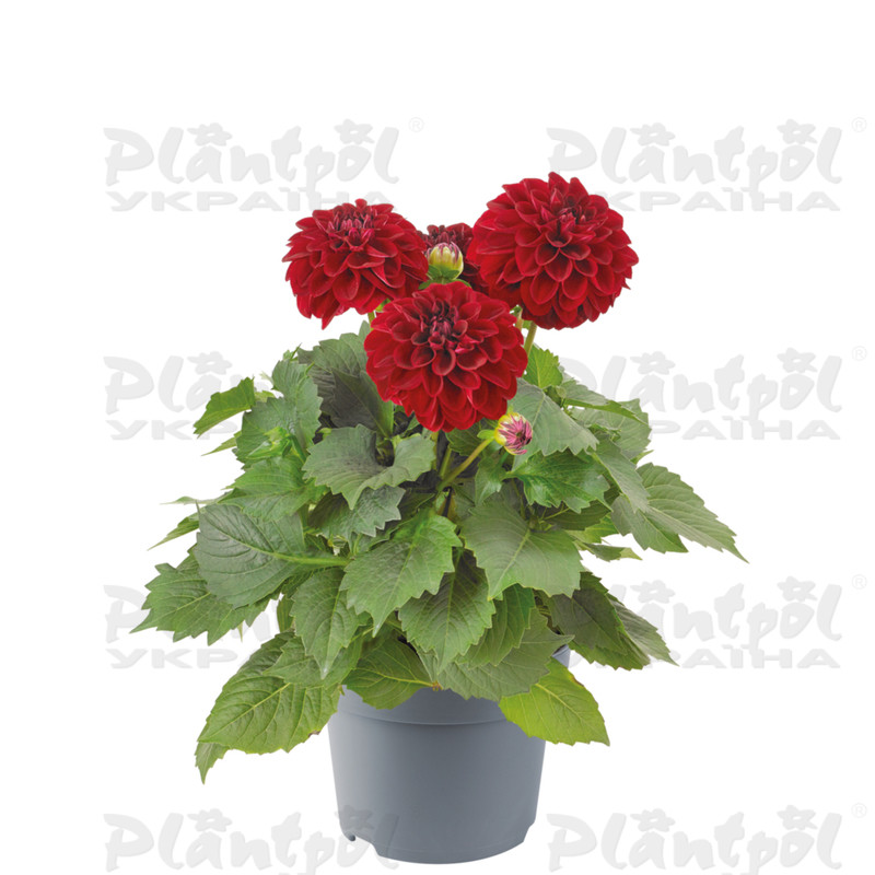 Жоржина Dalina Maxi Dark Red