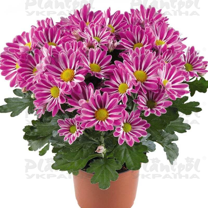 Хризантема середньоквіткова горшкова Artistic Armin