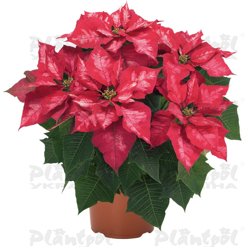 Пуансетія Ice Punch