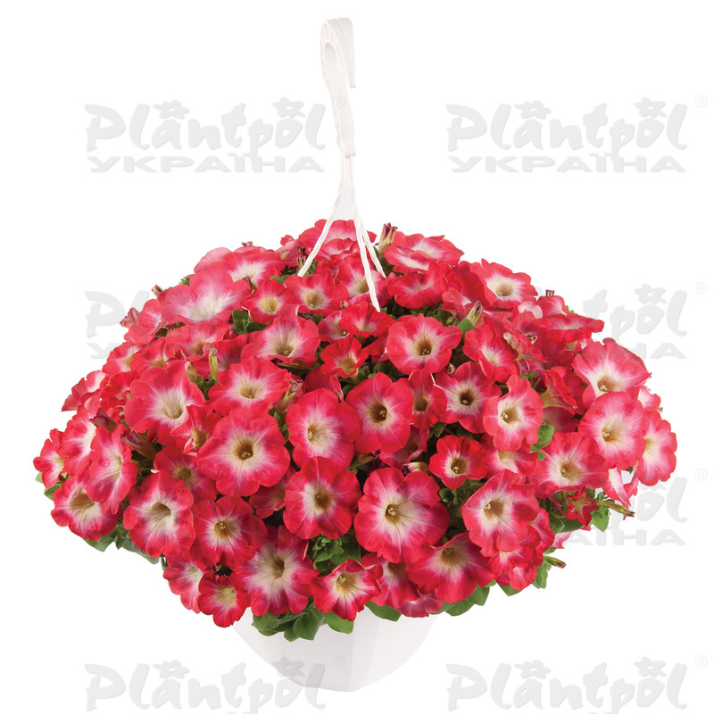 Петунія Surfinia Coral Morn