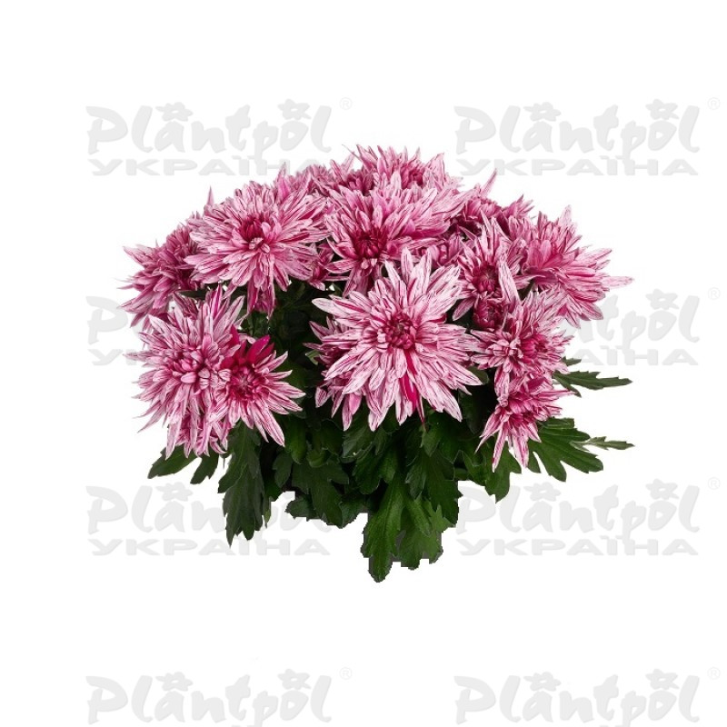 Хризантема середньоквіткова горшкова Artistic Jeff Pink