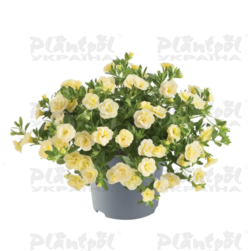 Калібрахоа Cabaret Double Light Yellow