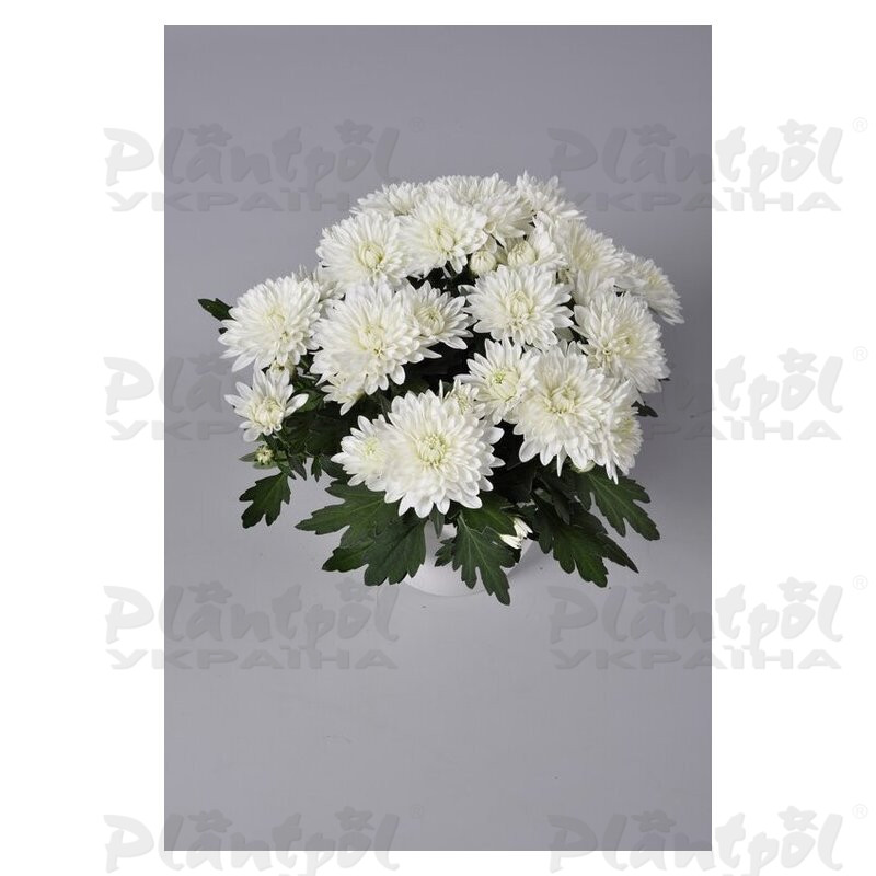 Хризантема середньоквіткова горшкова Da Vinci White