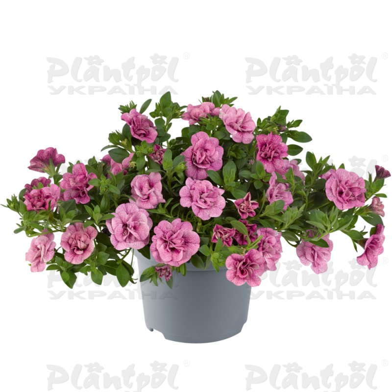 Калібрахоа Cabaret Double Pink Vein