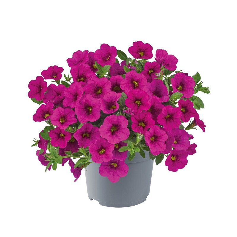 Калібрахоa Cabaret Early Neon Rose