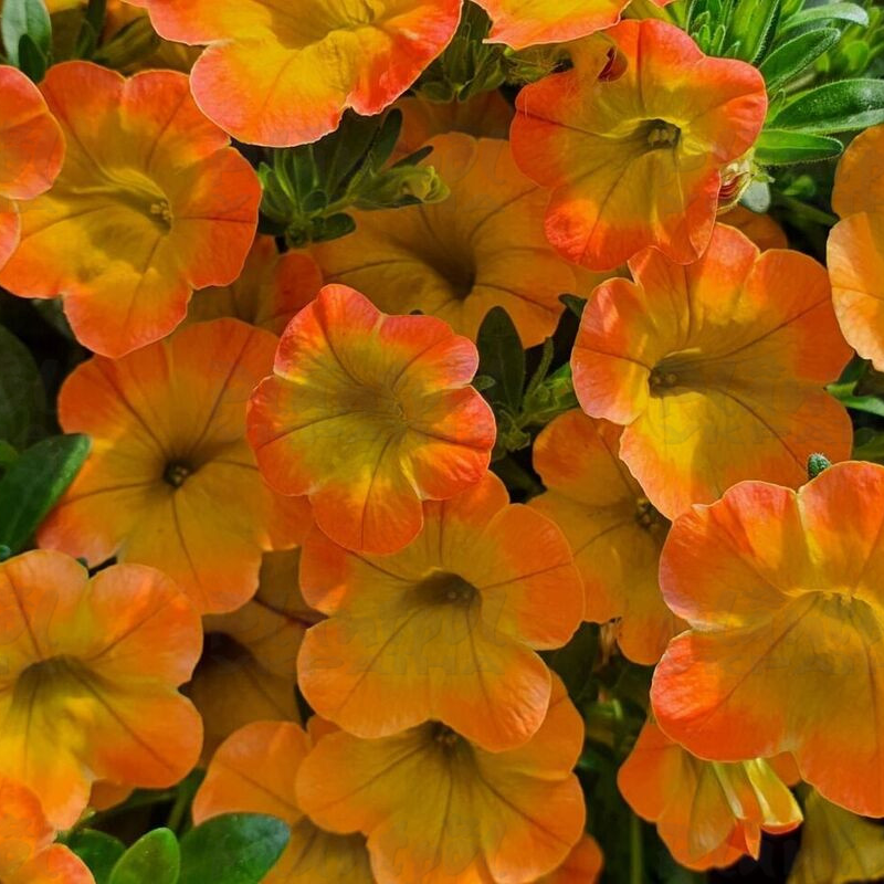 Калібрахоа Superbells Honey Peach