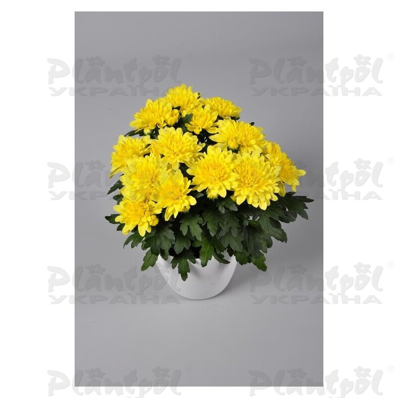 Хризантема середньоквіткова горшкова Da Vinci Yellow