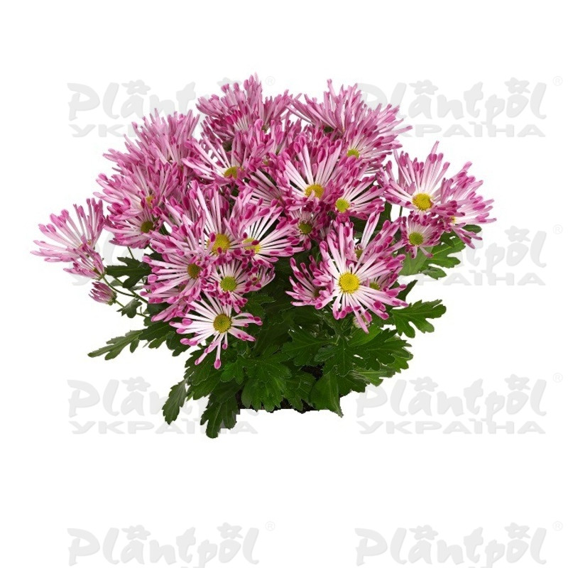 Хризантема середньоквіткова горшкова Gaia