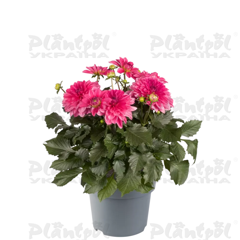 Жоржина Dalina Maxi Mendoza