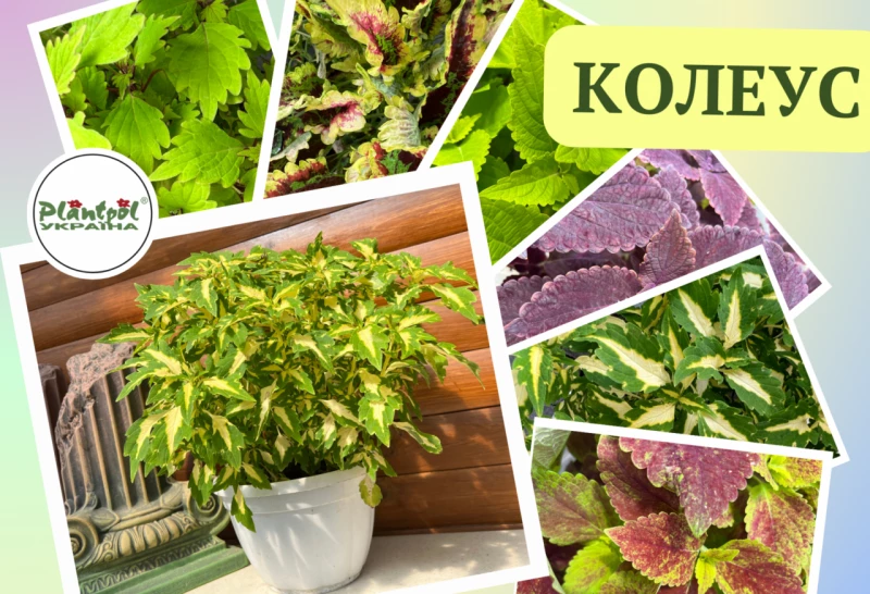 © 2007 - 2023 plantpol.com.ua. Всі права захищені.