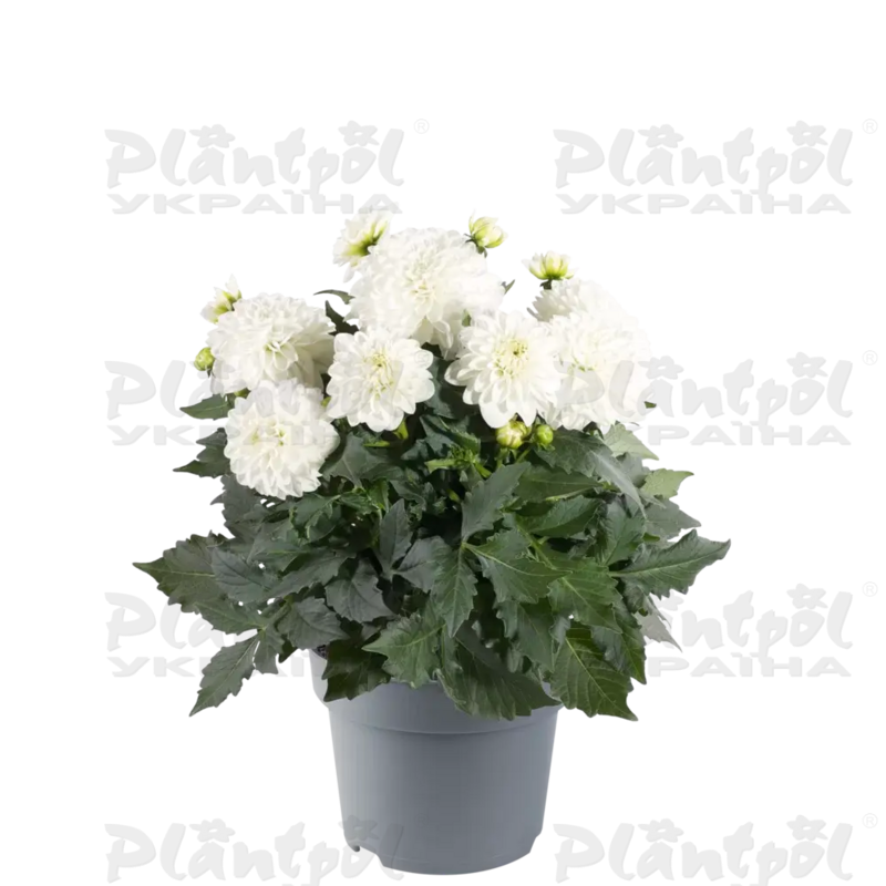 Жоржина Dalina Maxi Lopez White