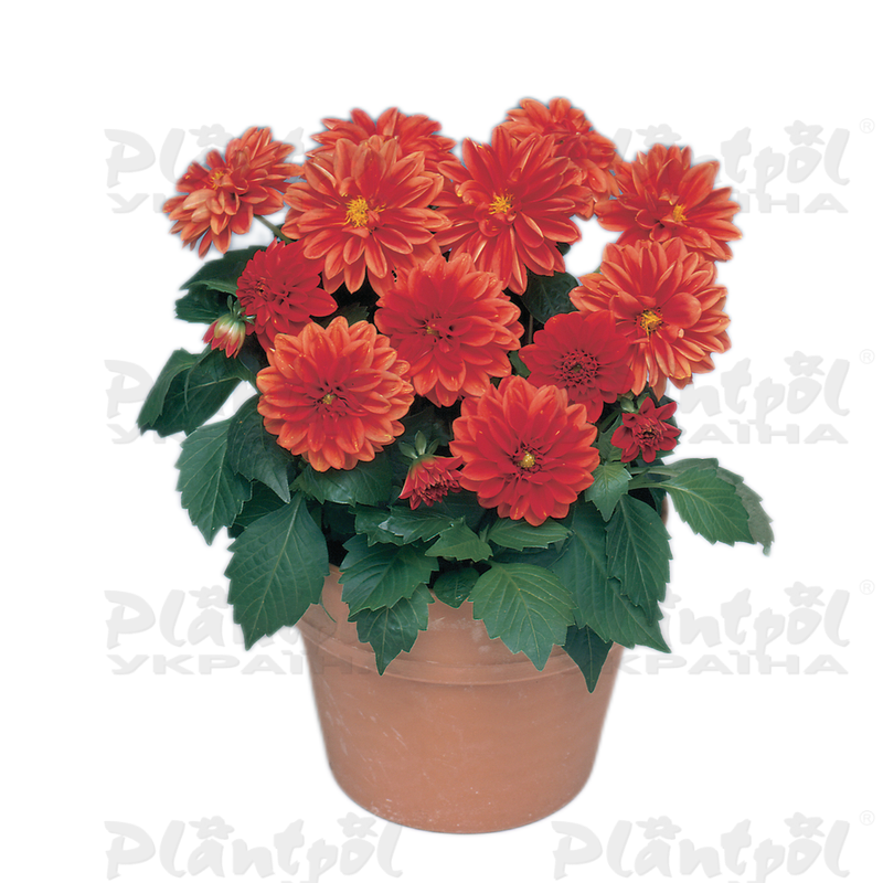 Жоржина Dahlietta Anna (128 палета/Florensis)