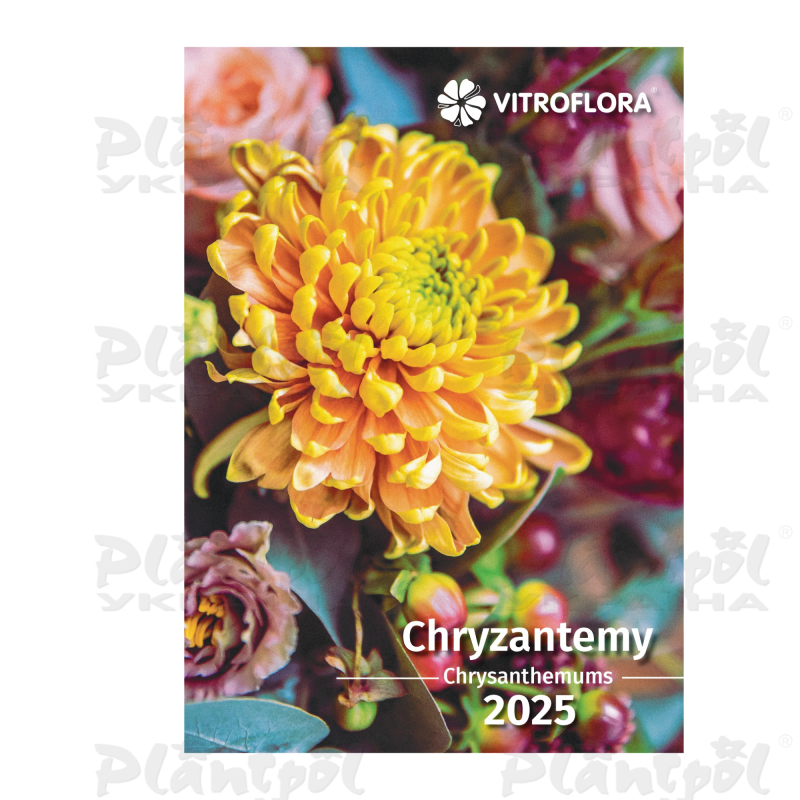 Каталог Vitroflora саджанці зрізних і горшкових хризантем 2025