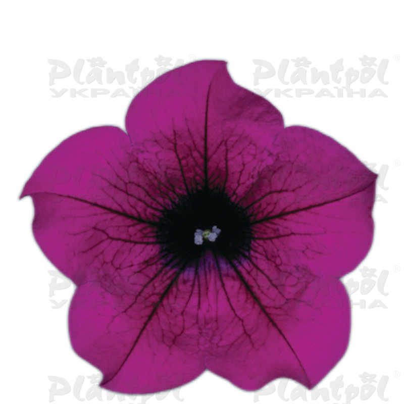 Петунія Surfinia Purple
