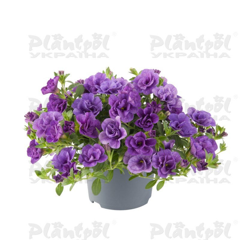 Калібрахоа Cabaret Double Blue