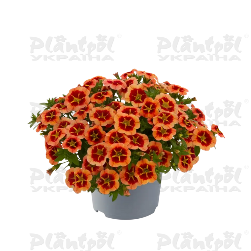 Калібрахоa Cabaret Compact Orange Star