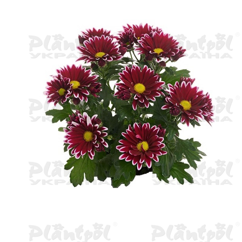 Хризантема середньоквіткова горшкова Ciao Bonny