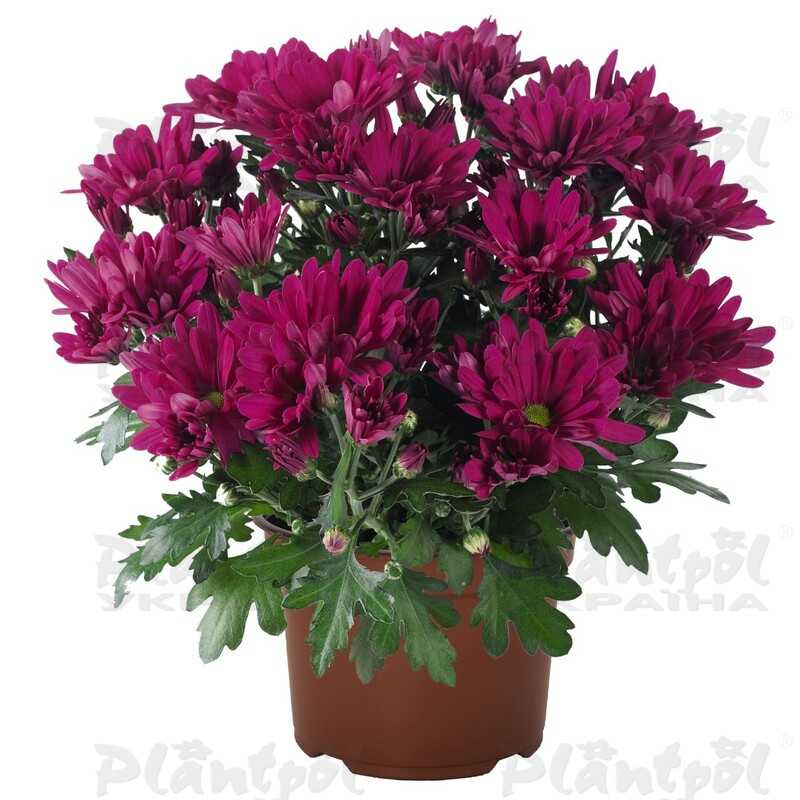 Хризантема середньоквіткова горшкова Breeze Cassis (Vitroflora)